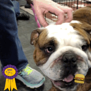 wkc 2017 GIF by Westminster Kennel Club