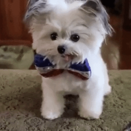 giphy.gif?cid=5a38a5a24e6f22fb79ac4747a04f4fb828b4af2ce61defb6&rid=giphy.gif