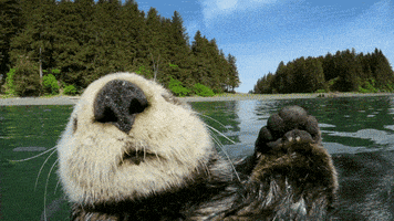 Floating Wild Animals GIF by PBS