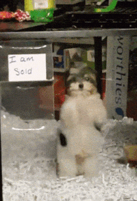 10 Cute Puppy Gifs You NEED to See This Finals Week