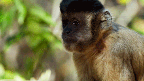 Wild Animals Monkey GIF by PBS - Find & Share on GIPHY