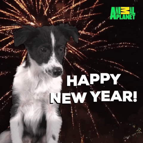 88+ Happy New Year Chihuahua Meme