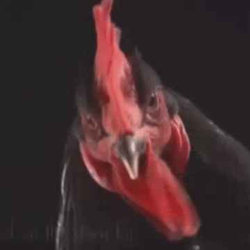 No Way Chicken GIF