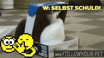 followyourpet lol pizza kitty lustig GIF