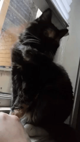 Lilebi  GIF