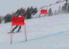 talbotbohemiacardinal  GIF