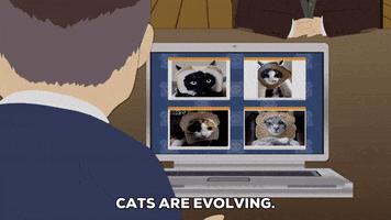 confused cats GIF by South Park 