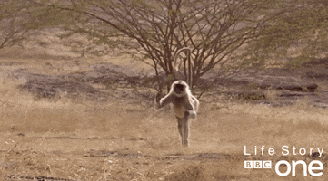 Bbc One Monkey GIF by BBC