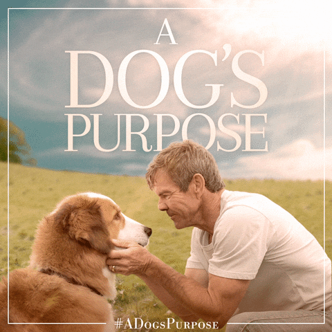 Dennis Quaid Dogs GIF by A Dog's Purpose - Find & Share on GIPHY