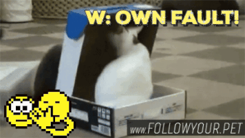 followyourpet funny cat cute lol GIF