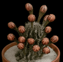 olesiatelegina  GIF