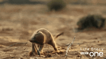 excited life story GIF by BBC