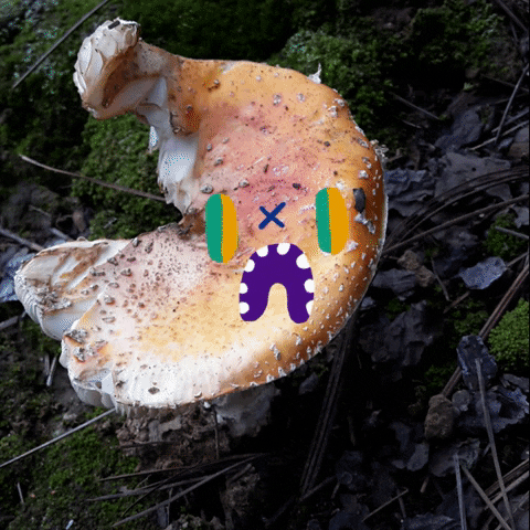 just chilling mushrooms and magic GIF by zapatoverde