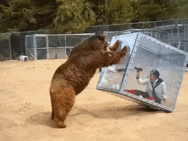 sierrarhino bear box GIF
