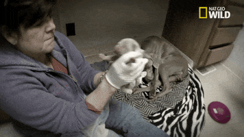 Nat Geo Wild Pet GIF by The Incredible Dr. Pol