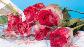 i love you roses GIF by LAZY MOM