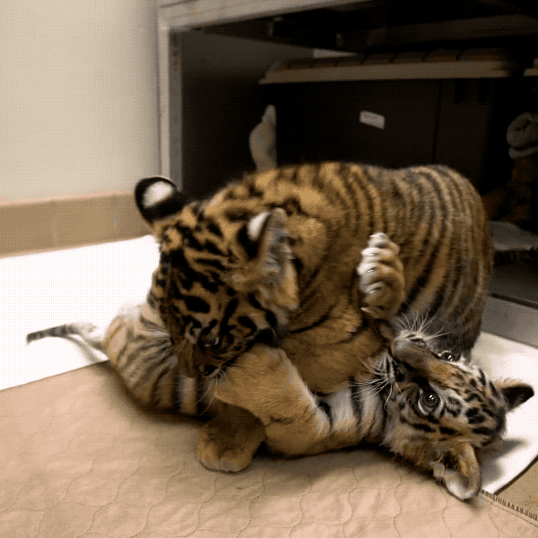 Baby Animals Love GIF by San Diego Zoo Find & Share on GIPHY