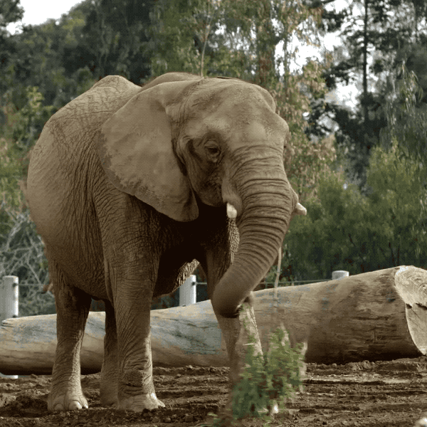 Happy San Diego GIF by San Diego Zoo Wildlife Alliance