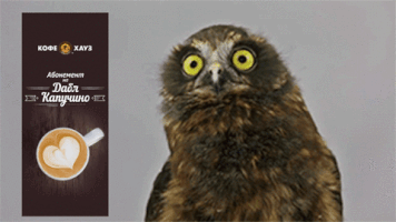 coffeehouse coffee owl coffeehouse dance. moscow GIF