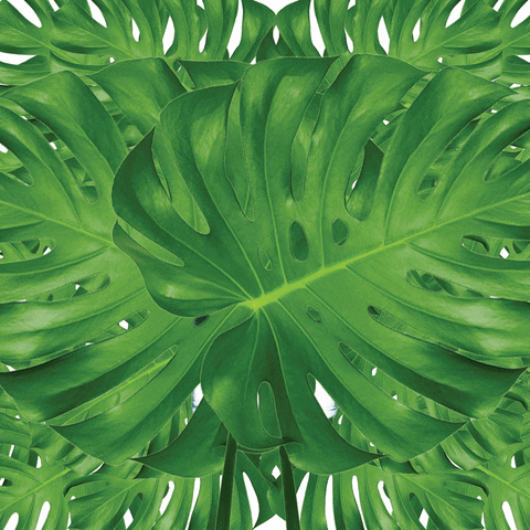 palm leaves reveal GIF by Floss Gloss