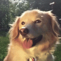 dog pollen GIF