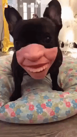 coolgifs1992 funny cute dog wtf GIF