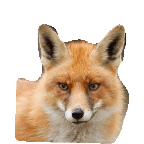 fox STICKER by imoji