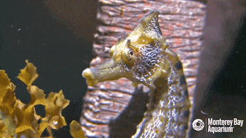 pacific seahorse GIF by Monterey Bay Aquarium