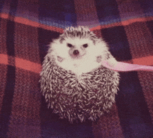 hedgehog GIF