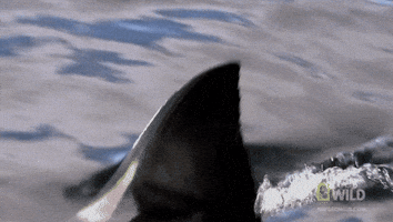 shark GIF by Nat Geo Wild