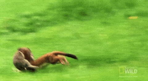 Run Away Gifs Primo Gif Latest Animated Gifs Run Away Gifs Primo Gif Latest Animated Gifs