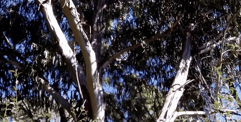 Eucalyptus Globulus GIFs - Get the best GIF on GIPHY