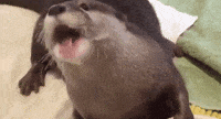 Gif Image