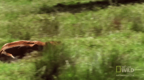 worldÃ¢ÂÂs deadliest GIF by Nat Geo Wild 