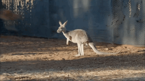 cangurus pulando na Austrália