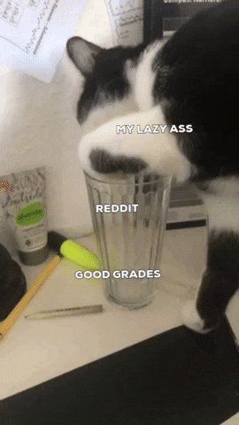 Cat GIF