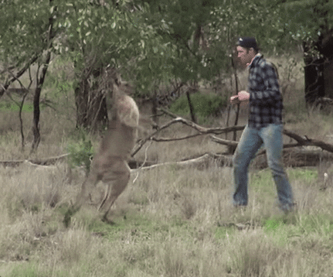 Kangaroo Punch GIFs - Get the best GIF on GIPHY