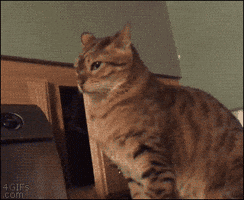 tranquil  GIF