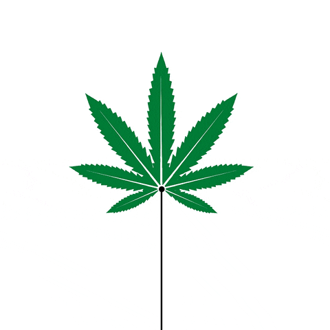 amusoduro  GIF