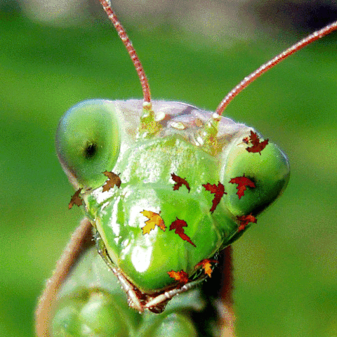 ozvegyvarsanyine  GIF