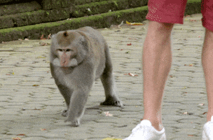 big boy monkey GIF by The Bachelor Australia