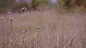 boryanakolf resolution5 2017 GIF