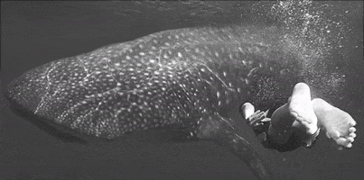 YoshiDeSchrijver whaleshark dive ocean water deep aquarius GIF