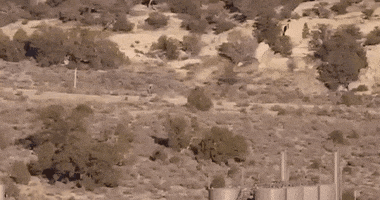 amazingorfunny video alien walking camera GIF