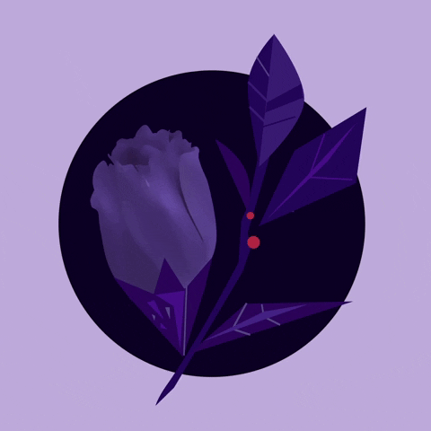 dennismoore flower holiday rose purple GIF