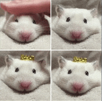 marimoon  GIF