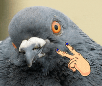 Is-this-a-pigeon GIFs - Get the best GIF on GIPHY