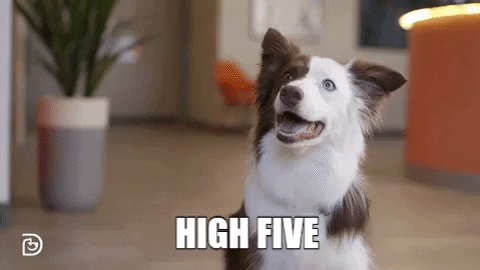 Dog High Five GIFs - Get the best GIF on GIPHY