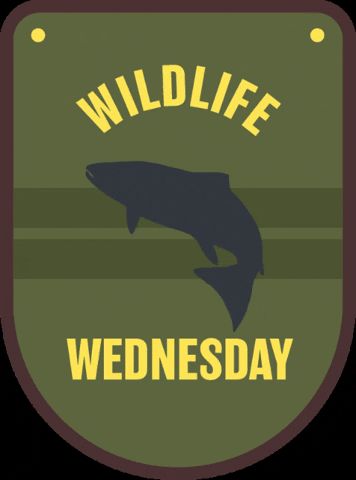 Keep Virginia Cozy GIF