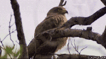 shocked owl GIF